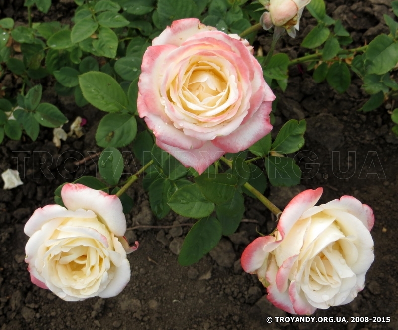 Belle Perle